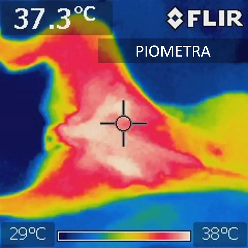 Ginecología